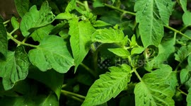 Tomatoes are growing up perfect