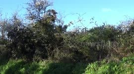 Manuka Honey...The Blossom Bloom this year is amazing, the Hawthorn and Blackthorn blossom looks like Manuka Honey blossom in New zealand