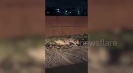 Crocodile tries to hunt down cow, ends up on busy Indian road causing chaos