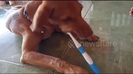My dog is learning to brush his teeth