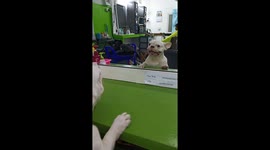 Hilarious bulldog growls at reflection in mirror ... until he scares himself and whimpers