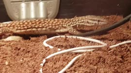 These are tiny monitor lizard reptile animals and are growing still