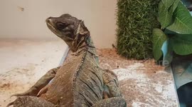 These lizards look like Dinosaur with big eyes and a spiky green skin