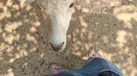 Adorable one-year-old terrified of sheep