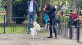 Smart dog shows talents at training ground in London