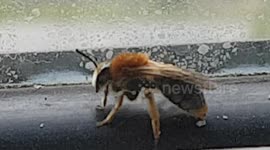Honeybee flys in window and it lives in a local box nest that has been put up