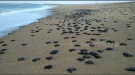 A flock of Tortoise spawning at Gahiramatha, Odisha, India