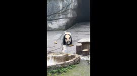 The witty panda hides a bamboo shoot under its hip and eats two finally