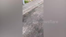 Green snake hunts down lizard outside family's home