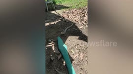 Aggressive snake stalks woman sitting on bench