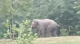 Group of dogs chase lone wild elephant away from their home