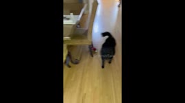 Distraught dog howls after being told he can't take his toy outside