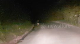 Bambi the dear runs down the road and it's friends as they got stuck on a country road