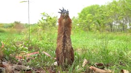 Villagers rescue migratory bird that fell from sky 'due to heat exhaustion'