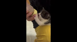 Chinese rescue team saves kitten trapped in walls