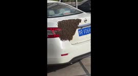 Swarm of bees takes over car's back in northern China