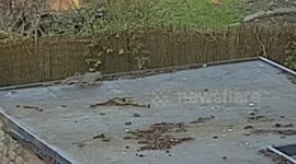 Grey Squirrel climbs down from the shed roof and runs in the garden
