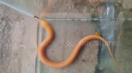 A woman found an almost 1-meter-long yellow eel in the rice field
