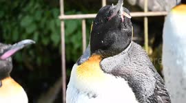 Celebrity penguin with 15k followers in running to be named the world’s most popular flightless bird