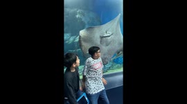 Mesmerizing moment: Watch a stingray savor a delicious fish at a Tokyo aquarium