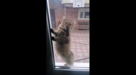 Lyuba the caring mother cat: bringing home dinner for her kitten