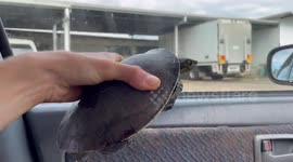 'It tried to bite me!' Woman rescues turtle crossing busy highway in Australia