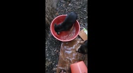 Innocence : small puppies playing in water. The first contact small puppy has with water is important.  This is what develops fear or acquaintance  to water.