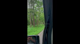 Spotted group of wild Elephants while travelling through a forest.