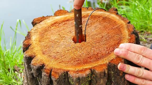 Here's what happens when gunpowder stuffed inside a tree trunk is set off