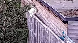 White cat comes into the garden and leaps off the fence onto the grass