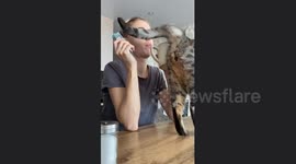 Simba the cat: the accidental dentist in Tolyatti!