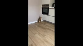 Dog plays referee as cat attempts to raid the kitchen!