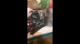 I went to a coffee shop here in Davao City when I saw this little lad, a cute cat who are staying at the shop itself. A friendly and lovable cat.