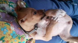 This is Lara, our adopted puppy. She is now more comfortable under our care and she is so loving. I am happy seeing her bonding with us and at home.