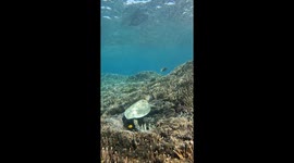 4K Endangered Green Turtle gets comfortable on the Great Barrier Reef