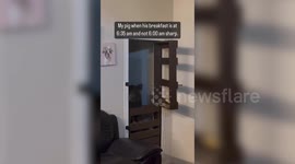 Meet the animal lover who takes her 110lbs pet pig everywhere - even to brunch