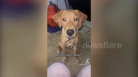 Puppy saved owner's life by snapping her out of deadly seizure - by licking her face