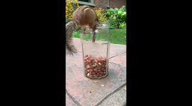 Hasty chipmunk gets caught in a cookie jar after human left it unattended