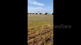 US: Massive Growing Sargassum Seaweed Along Florida Beaches