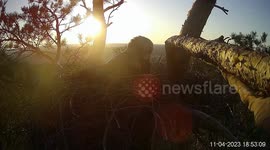 Arbushka the eagle lays first egg, faces nest predation, but continues breeding efforts