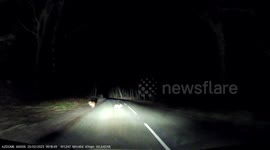 Close Call: Quick Thinking From Driver Manges to Avoid Hitting Two Baby Deer's