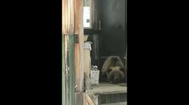 Don't dare wake the bear: Russian resident comes across grizzly snoozing on their porch