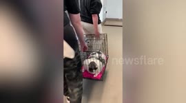 JUMBO cat goes viral after animal rescuers put it up for adoption