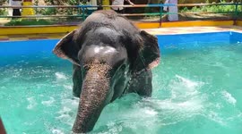 Adorable elephant beats heat by bathing in massive pool