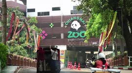 Zookeepers set up memorial for beloved giant panda that died at Thai zoo