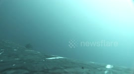 New study has found that humpback whales use a bay - for a spa with full body scrubs