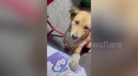 Cute stray dog begs for food from eating customers at street stall