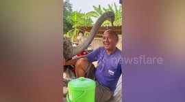 Friendly ostrich in love with old man's bald head