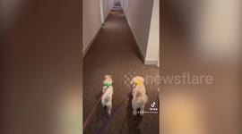 Dog has facial injury which makes her look like - Mogwai from 'Gremlins'