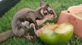 Sugar glider eating food